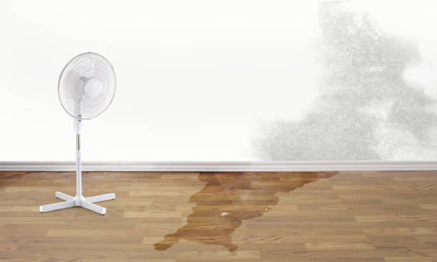 Best Ceiling water damage repair  in Rotan, TX